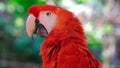 Parrots Scarlet Macaw on the tree Royalty Free Stock Photo