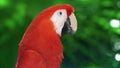 Parrots Scarlet Macaw on the tree Royalty Free Stock Photo