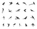 Parrots silhouette, Parrot vector, Birds silhouette, Parrot SVG, Parrot icon. Royalty Free Stock Photo