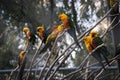 Parrots