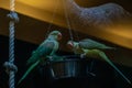 Parrots sit on the trough Royalty Free Stock Photo