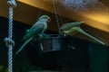 Parrots sit on the trough Royalty Free Stock Photo