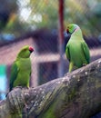 Parrots are sitting on a tree branch in a zoo, close up. Royalty Free Stock Photo