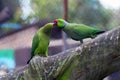 Parrots are sitting on a tree branch in a zoo, close up. Royalty Free Stock Photo