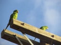 Parrots Royalty Free Stock Photo