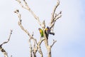Parrots in a tree just hanging out Royalty Free Stock Photo
