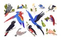 Parrots, tropical birds set. Exotic wild jungle cockatoo, macaw, ara, cockatiel, budgie. Different feathered African Royalty Free Stock Photo