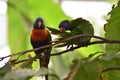 Copple of rainbow Lorikeet Royalty Free Stock Photo