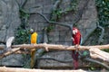 Papagáje na zoologická záhrada 