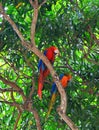 Parrots in tropical forest Royalty Free Stock Photo