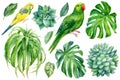 Parrots and tropical plants. Monstera, succulents, aloe vera, hand drawing, watercolor botanical painting Royalty Free Stock Photo