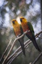 Parrots