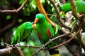 Parrots` Valentine