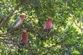 Parrots white and red color sitting on the branches of a tree Royalty Free Stock Photo