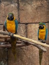 Parrots Royalty Free Stock Photo