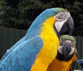 Parrots Royalty Free Stock Photo