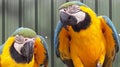 Parrots Royalty Free Stock Photo