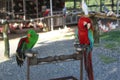 Parrots in the zoo Royalty Free Stock Photo