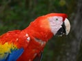 Parrott in CopÃÂ¡n Ruinas