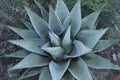 Parry`s agave, Agave parryi, Texas Royalty Free Stock Photo