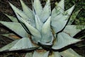 Parry`s agave, Agave parryi, Texas Royalty Free Stock Photo