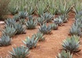 Parry's Agave rows in landscaping Royalty Free Stock Photo