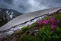 Parrys Primrose Primula parryi flowers Melting Glacier Snow near Royalty Free Stock Photo