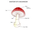 Pars of a mushroom