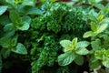 Parsely & Mint full frame background Royalty Free Stock Photo