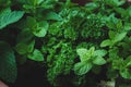 Parsely & Mint full frame background Royalty Free Stock Photo