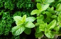 Parsely & Mint full frame background Royalty Free Stock Photo