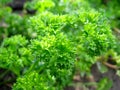 Parsley Royalty Free Stock Photo