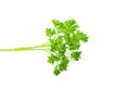 Parsley