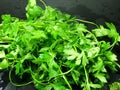 Parsley Royalty Free Stock Photo