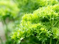 Parsley Royalty Free Stock Photo