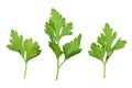 Parsley