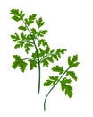 Parsley