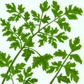 Parsley Background Royalty Free Stock Photo