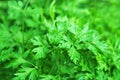 Parsley background