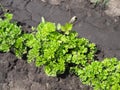 Parsley on bed in vegetable garden. Teleobjective shot with shalow DOF