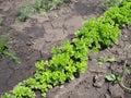 Parsley on bed in vegetable garden. Teleobjective shot with shalow DOF Royalty Free Stock Photo