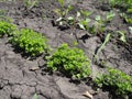 Parsley on bed in vegetable garden. Teleobjective shot with shalow DOF