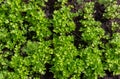 Parsley beds in the garden