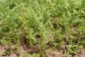 Parsley beds. Parsley grows in the garden. Life in the village.