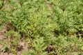 Parsley beds. Parsley grows in the garden. Life in the village.