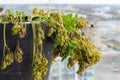 Parsley biannual herb dying, with yellow and brown leaves Royalty Free Stock Photo