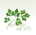 Parsley branch