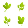 Parsley branch icons set cartoon vector. Fresh green parsley leaf