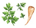 Parsley branch and root on white background. Watercolor illustration Royalty Free Stock Photo