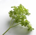 Parsley branch on white background